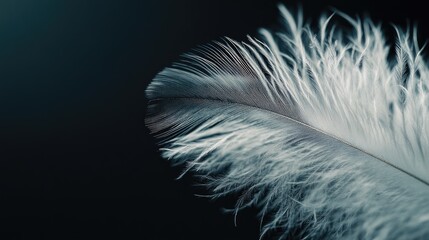 Obraz premium Close-up of a white feather against a dark background, highlighting its intricate barbs and soft texture
