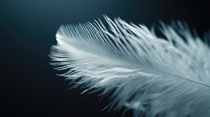 Close-up of a white feather against a dark background, highlighting its intricate barbs and soft texture