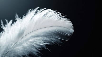 Obraz premium Close-up of a white feather against a sleek black surface, highlighting its intricate barbs and softness