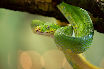 Obraz premium Vibrant Green Tree Python Coiled on a Branch