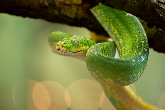 Vibrant Green Tree Python Coiled on a Branch
