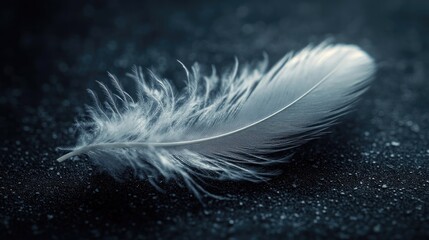 Obraz premium Close-up of a white feather on a dark surface, highlighting its intricate barbs and delicate nature