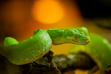 Green Tree Python Coiled on a Branch in Natural Habitat with orange vibrant background