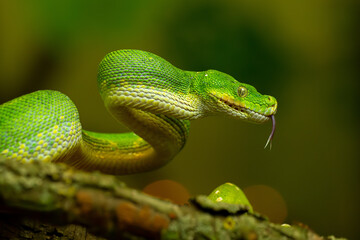 Striking Green Tree Python Coiled on Branch with with your tongue hanging out