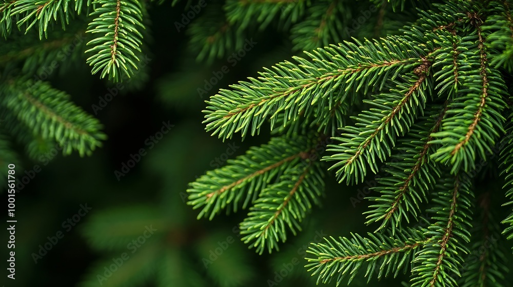 Poster green branches of a pine tree closeup short needles of a coniferous tree closeup on a green backgrou