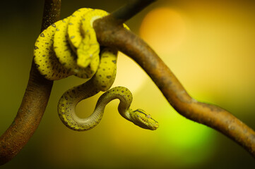 Striking Yellow Snake Coiled on Tree Branch at Sunset