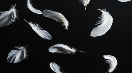 Obraz premium Artistic arrangement of white feathers floating gently against a dark black background