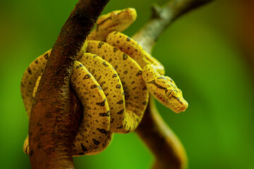Close-Up of Two Vibrant Baby Green Tree Pythons on Branch