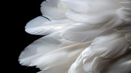 Detailed close-up of white feathers against a rich black backdrop, emphasizing their fine textures and beauty