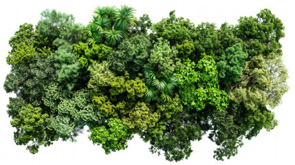 broccoli isolated on white background