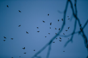 A flock of black crows against the background of the blue autumn sky and tree branches.