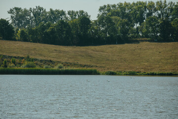 A tranquil landscape with a pond, elegant swans, and green pasture.