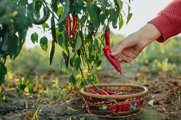 Close-up of a woman's hand picking a ripe chili pepper and placing it in a basket.