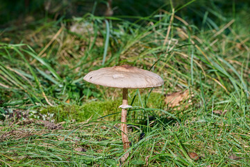 beautiful mushroom in the morning sun among the grass