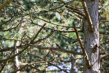 Great spotted woodpecker in the tree with green tones background