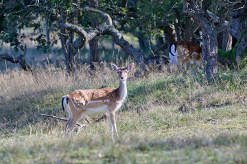 young deer in the dunes of the Netherlands