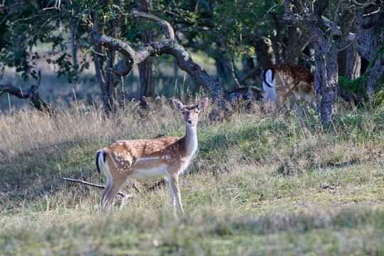 young deer in the dunes of the Netherlands