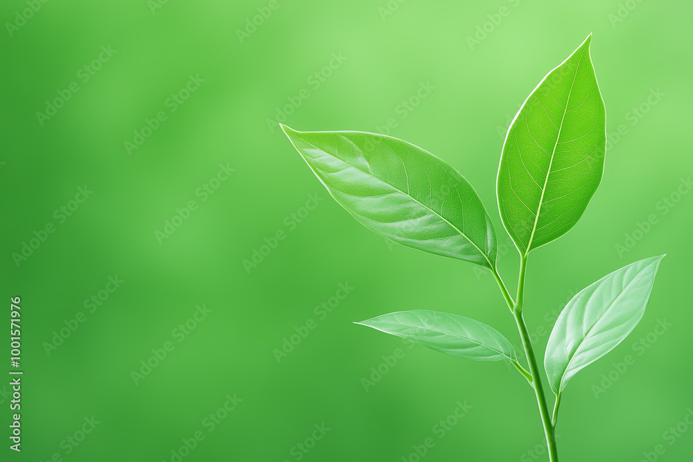 Wall mural a close-up view of a green plant with vibrant leaves against a soft green background