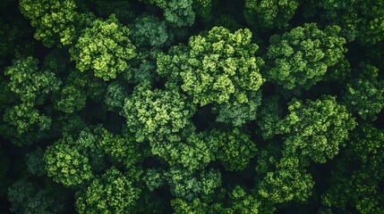 Aerial top view forest tree Rainforest ecosystem and healthy environment concept and background Texture of green tree forest view from above : Generative AI