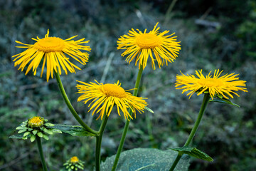 Yellow flowers blooming in the mountains in summer.