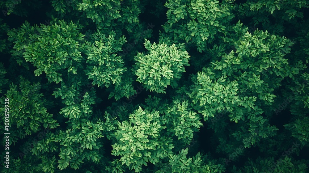 Aufkleber Aerial top view forest tree Rainforest ecosystem and healthy environment concept and background Texture of green tree forest view from above : Generative AI