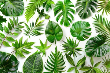 A close-up shot of green leaves arranged on a white background