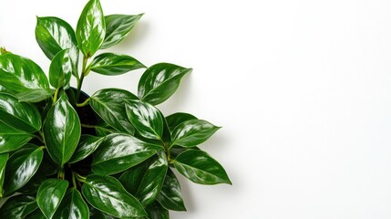 Vibrant houseplant with glossy, rich foliage isolated on a clean white backdrop
