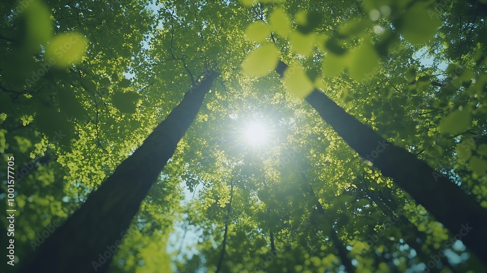 Poster Spring Sun Shining Through Canopy Of Tall Trees Woods Sunlight In Forest Summer Nature Upper Branches Of Trees Background Nobody Environment concept : Generative AI