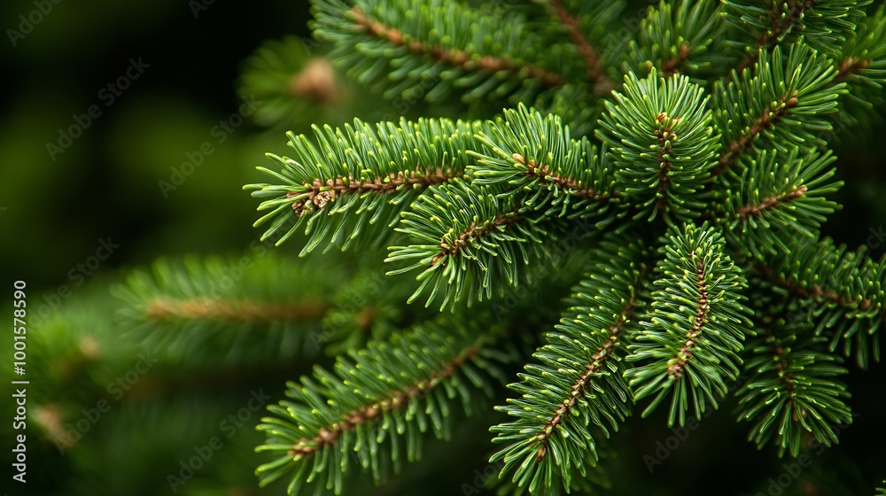 Poster green branches of a pine tree closeup short needles of a coniferous tree closeup on a green backgrou