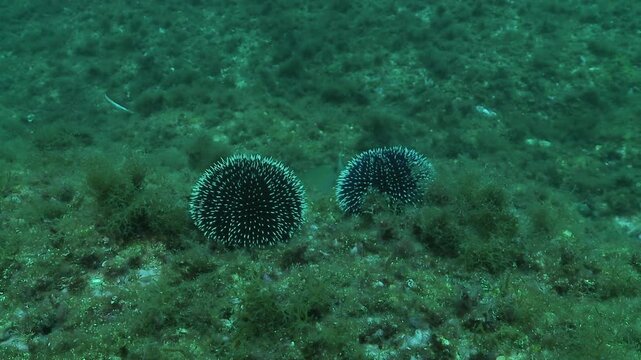 Medium shoot of a black sea urchin, its sharp spines prominently displayed. The spines are dark with white tips, creating a striking contrast against the underwater background.