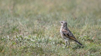 A juvenile Northern Wheatear (Oenanthe Oenanthe)