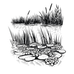 Vector sketch of waterlilies on the swamp or river, landscape with waterplants silhouettes by the water's edge.