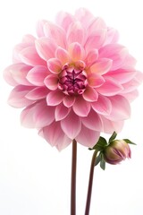 Fototapeta premium A close-up of a pink flower in a decorative vase, ideal for use in still life or nature-inspired compositions