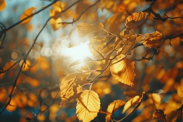 A tree with sun shining through its leaves, perfect for nature and outdoors scenes