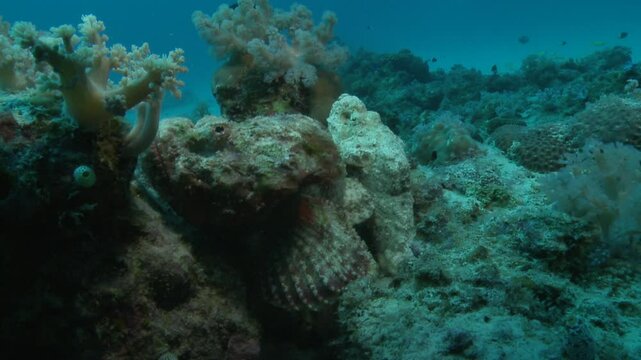Two stonefish side by side on a reef, camouflaged perfectly due to their mimetic abilities. These venomous and potentially lethal fish blend seamlessly with the coral environment. 