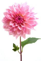 Fototapeta premium Close-up of a pink flower surrounded by green leaves, suitable for garden or nature-themed designs