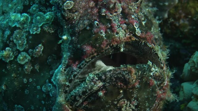 Close-up detail of a toadfish&rsquo;s mouth, showcasing its rough texture and unique structure. This venomous predator uses its appearance to blend seamlessly into its environment. 