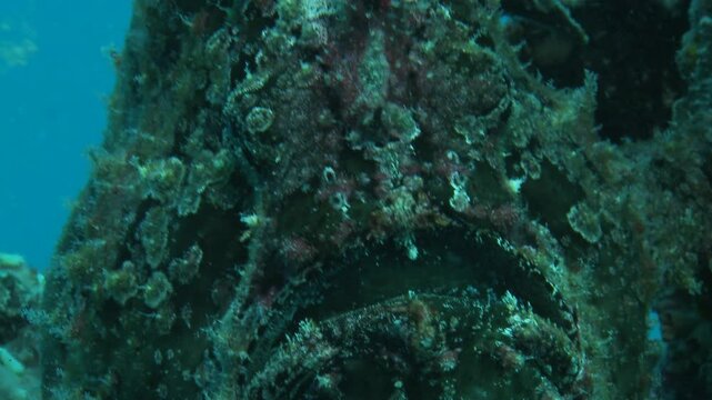 Close-up of a toadfish&rsquo;s mouth, showcasing its rough texture. This venomous predator blends into its surroundings. Check my portfolio for more toadfish footage.