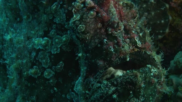 Beautiful light highlights the toadfish&rsquo;s mouth, revealing its textured features. This venomous predator blends into its environment. Check my portfolio for more toadfish footage.