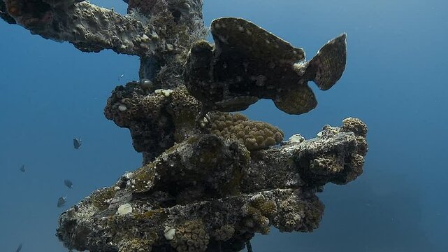 Two toadfish rest on the mast of a shipwreck, perfectly camouflaged in their surroundings. Filmed in a wide shot. Check my portfolio for more toadfish footage.