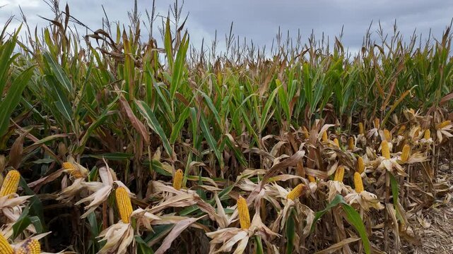 Campos de ma&iacute;z en Huesca, Arag&oacute;n, Espa&ntilde;a. Septiembre de 2024.