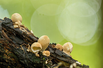 kleine Pilzgruppe auf einem morschen Ast