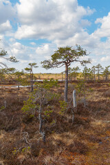 Fototapeta premium Swampland with lakes, European wilderness, small pine trees over the bog greenery, sunny summer day. Estonia.