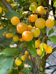 Harvest in the garden. Small yellow apples for dessert, preparations for the winter. Organic product. 