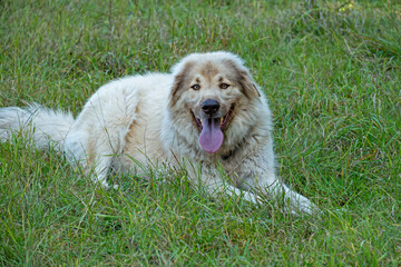 beautiful big herding dog on a meadow