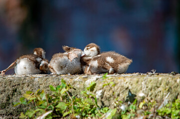 Nilgansküken kuscheln auf einer Mauer