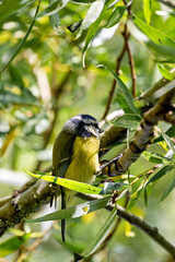 Blue Tit (Cyanistes caeruleus) spotted in Father Collins Park, Dublin, Ireland, commonly found...