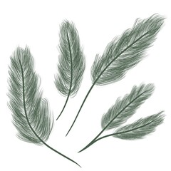 Obraz premium Christmas green sprigs