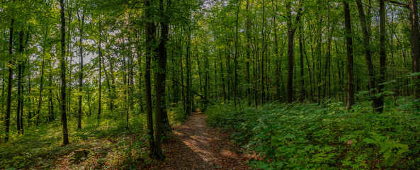 Obraz premium HDR panorama of the forest. Beautiful green nature shot. Concept for environment and ecology.