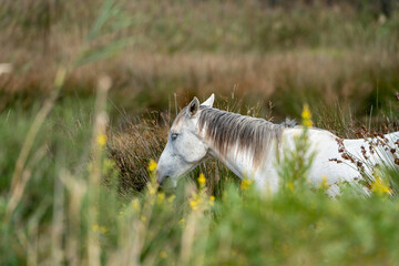 27.09.2024: Wilde Carmague Pferde.Regionaler Naturpark Camargue, Provence-Alpes-Côte d’Azur, Frankreich © Robin